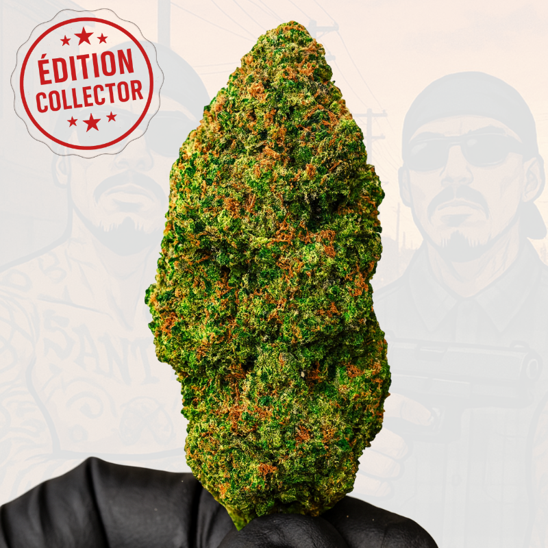 SANTA MUERTE CRITICAL