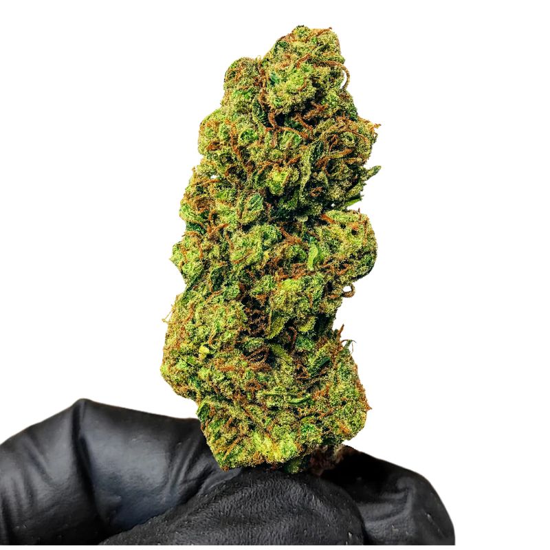 JUNGLE COOKIE ROYALE