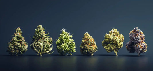 Grossiste Fleur CBD Premium : Vente au Kilo pour Professionnels