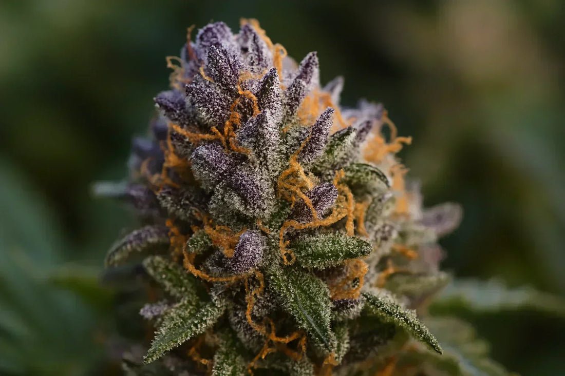 💥 THCP : Le Cannabinoïde le Plus Puissant ? Voici Pourquoi On Lui Préfère la Collection THC+ (Et Toi Aussi Tu Vas Craquer)