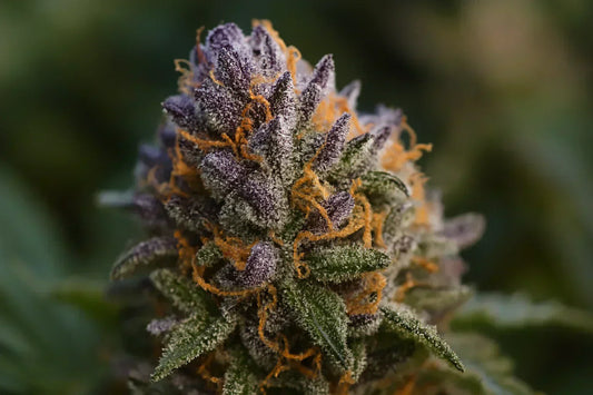 💥 THCP : Le Cannabinoïde le Plus Puissant ? Voici Pourquoi On Lui Préfère la Collection THC+ (Et Toi Aussi Tu Vas Craquer)