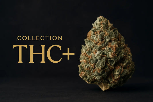 Bud de cannabis premium de la collection THC+, mis en avant sur fond naturel, symbolisant la qualité artisanale.