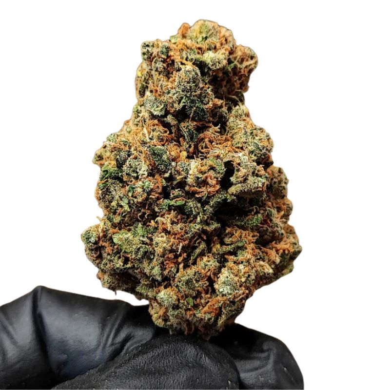 GORILLA GLUE Collector | Fleur THC+ Ultra-Puissante (Rare & Introuvable)