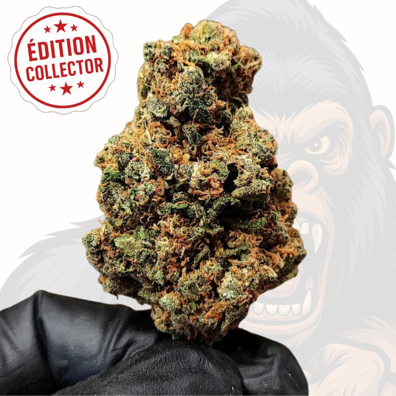 GORILLA GLUE Collector | Fleur THC+ Ultra-Puissante (Rare & Introuvable)