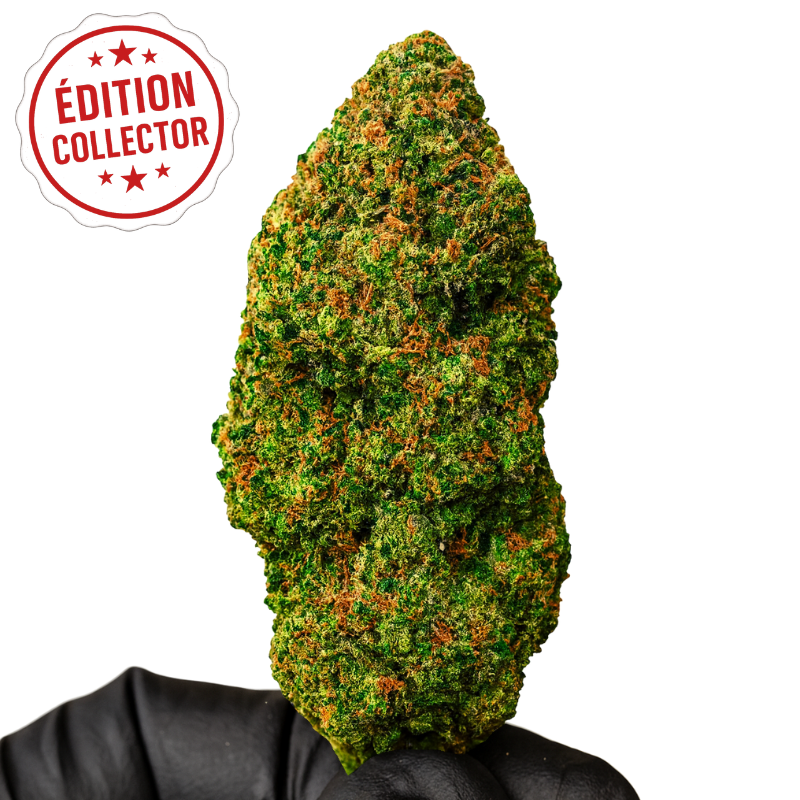 SANTA MUERTE CRITICAL