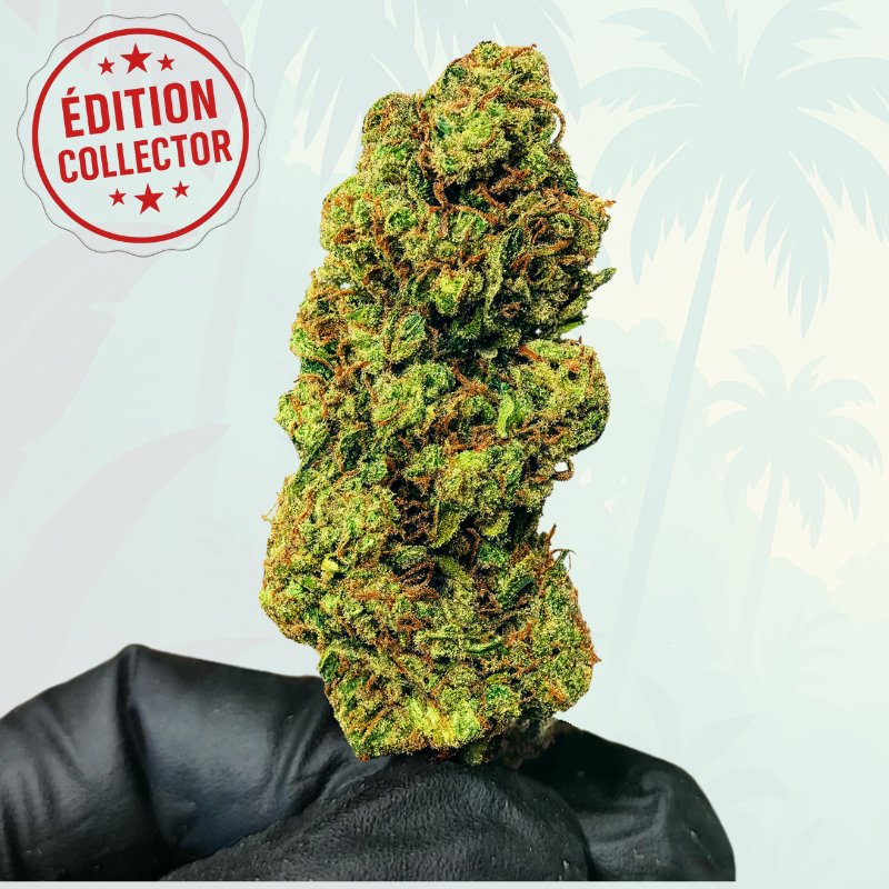 JUNGLE COOKIE ROYALE