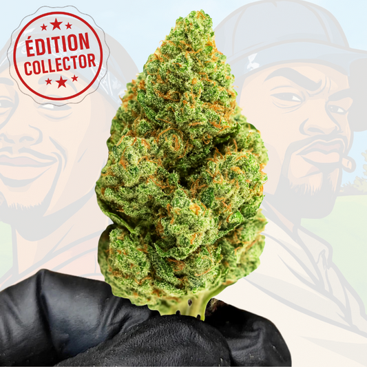 Buds Crystal Ivory THC+, inspirés de How High