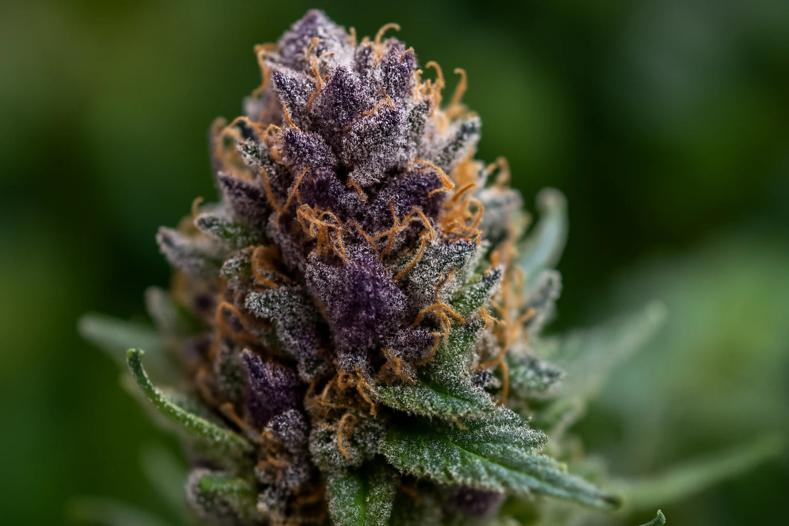 Macro d’un bourgeon de cannabis violet recouvert de trichomes, illustrant les effets intenses du THCP