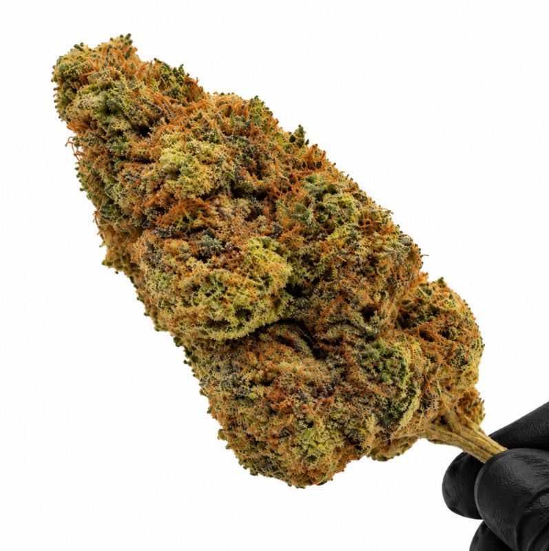IVORY OG | MS – Image 2