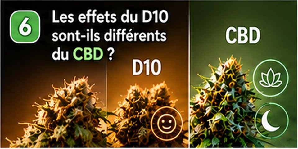 Illustration Chez Baba : Les effets du D10 sont-ils différents du CBD ?