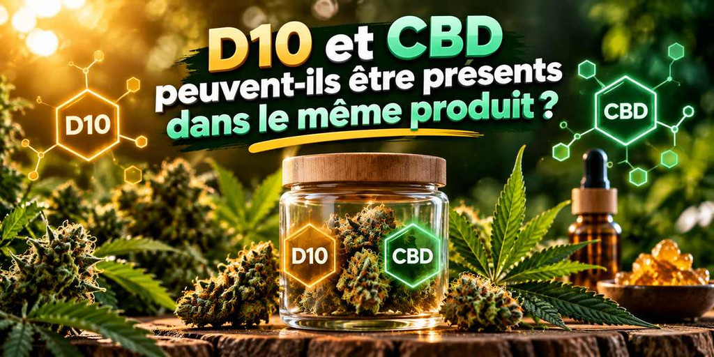Pot de fleurs de chanvre illustrant la présence possible de D10 et de CBD dans un même produit