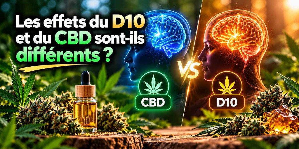 Comparaison des effets du D10 et du CBD : deux profils cérébraux illustrés en bleu et orange, avec fleurs de chanvre et huile de CBD.