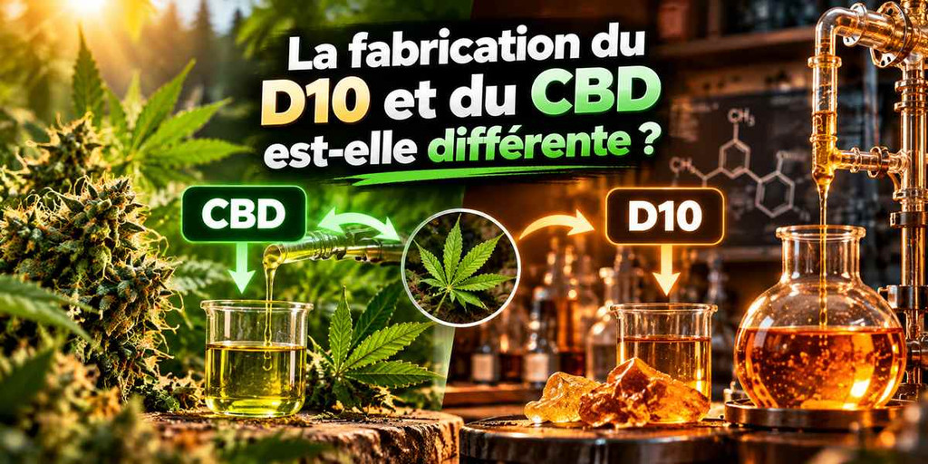 Comparaison de la fabrication du CBD et du D10, entre extraction végétale et procédés de transformation
