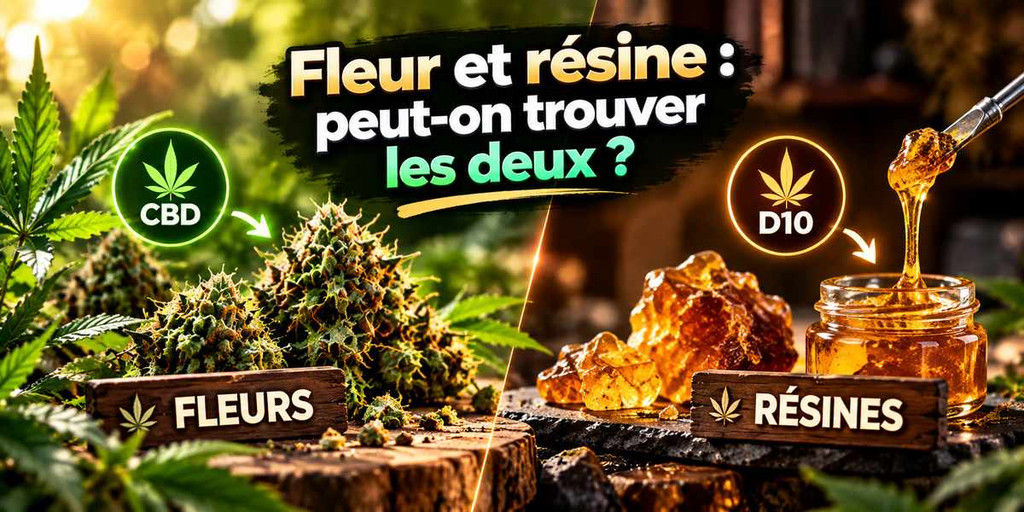 Comparaison des fleurs de chanvre et des résines, deux formes de produits pouvant contenir du CBD ou du D10